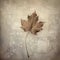 Hyperrealistic Still Life Of Unopened Maple Leaf On Stone Background