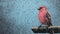 Hyperrealistic Street Art: Pink Bird In Rain With Risograph Ra 4900 Texture