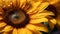 Hyperrealistic Sunflower Portrait With Dew Drops In Soft Morning Light