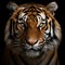 Hyperrealistic Tiger Portrait In 8k Resolution