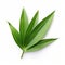 Hyperrealistic Vector Graphic Of Isolated Bamboo Leaf