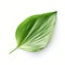 Hyperrealistic Vector Illustration Of Green Leaf On White Background