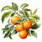 Hyperrealistic Watercolor Illustration Of Tangerine Tree Branch