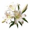 Hyperrealistic White Lily Flowers On White Background