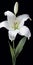 Hyperrealistic White Lily With High Contrast
