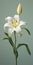 Hyperrealistic White Lily Illustration With Vray Tracing