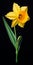 Hyperrealistic Yellow Daffodil Artwork With High Contrast