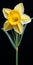 Hyperrealistic Yellow Daffodil: Meticulous Photorealistic Still Life