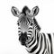 Hyperrealistic Zebra Portrait Tattoo Drawing On White Background