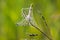 Hyphantria cunea American silkworm