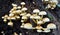 Hypholoma fasciculare mushrooms