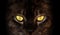 Hypnotic Cat Eyes on black background