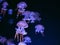 Hypnotic colorful marble jellyfishes underwater
