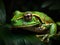 The Hypnotic Eyes of the Tree Frog in Tropical Rainforest