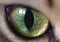 Hypnotic Green Cat`s Eye