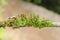 Hypnum Curvifolium Moss On A Stick