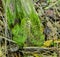 Hypnum Moss Growing At the Foot Of An Old Post