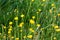 Hypochaeris radicata, catsear yellow flowers closeup selective focus