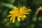 hypochaeris radicata yellow flower on the meadow
