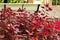 Hypoestes in the garden next to the bench