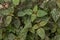 Hypoestes Phyllostachya with pink spotted leaves in tropical jungle, Bali island in Indonesia.Close up of ornamental leaf plant