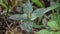 Hypoestes phyllostachya (polka dot plant, Hypoestes sanguinolenta)