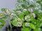 Hypoestes phyllostachya seedlings close up