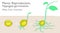 Hypogeal germination. Vegetative propagation stages. Examples plants, Peas Corn Coconut growth, development reproductive system. G