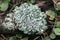 Hypogymnia lichen on a tree branch