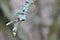 Hypogymnia physodes and Usnea filipendula fishbone beard lichen