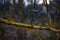 Hypogymnia physodes and Xanthoria parietina common orange lichen, yellow scale, sea lichen and coastal lichen lichen growing on a