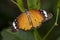 Hypolimnas Misippus butterfly on a green leaf close up