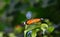 A Hypolimnas misippus f or Diadem butterfly sits on a leaf and looks into a shiny green background with light reflections in