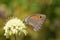 Hyponephele lycaon , the dusky meadow brown butterfly