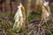Hypopitys monotropa plant which gets its food through parasitism upon fungi rather than photosynthesis from spruce tree