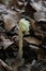 Hypopitys monotropa - Wild plant shot in the spring