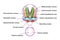 Hypothalamic nuclei, 3D illustration