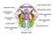 Hypothalamic nuclei, 3D illustration