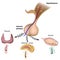 The hypothalamic pituitary axes