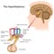 The hypothalamus