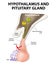 Hypothalamus and Pituitary Gland