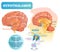 Hypothalamus vector illustration. Labeled diagram with brain part structure