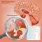 Hypothalamus Vector Image