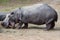Hyppopotamus hippo close up portrait