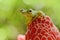 Hypsiboas rufitelus, Red-webbed Tree Frog, tinny amphibian with red flower.  in nature habitat. Frog from Costa Rica, tropic