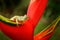 Hypsiboas rufitelus, Red-webbed Tree Frog, tinny amphibian with red flower. in nature habitat. Frog from Costa Rica, wide angle l