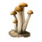 Hypsizygus tessellatus Buna shimeji, Brown Beech Mushroom, BeechBrown Clamshell Mushroom isolated on white. Digital art