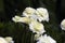 Hypsophila paniculata Terry white