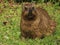 A Hyrax