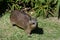 Hyrax or Dassie, Tsitsikamma National Park, South Africa